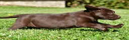 Labrador Retriever dogs for sale: Chai - Ad 2