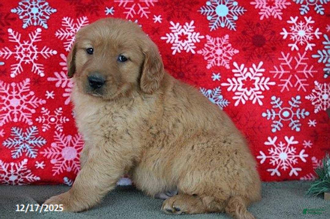 Golden Retriever dogs for sale: Baylor - Ad 3
