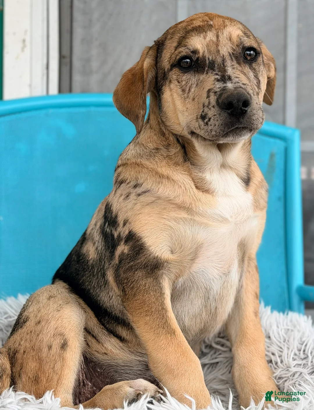 Mixed Breed dogs for sale: Luke - Ad 1