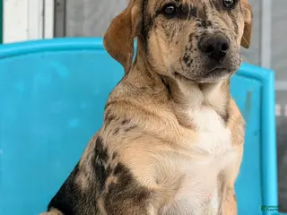 Mixed Breed dogs Luke - Ad 26