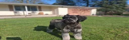 Giant Schnauzer dogs for sale: Colè - Ad 5