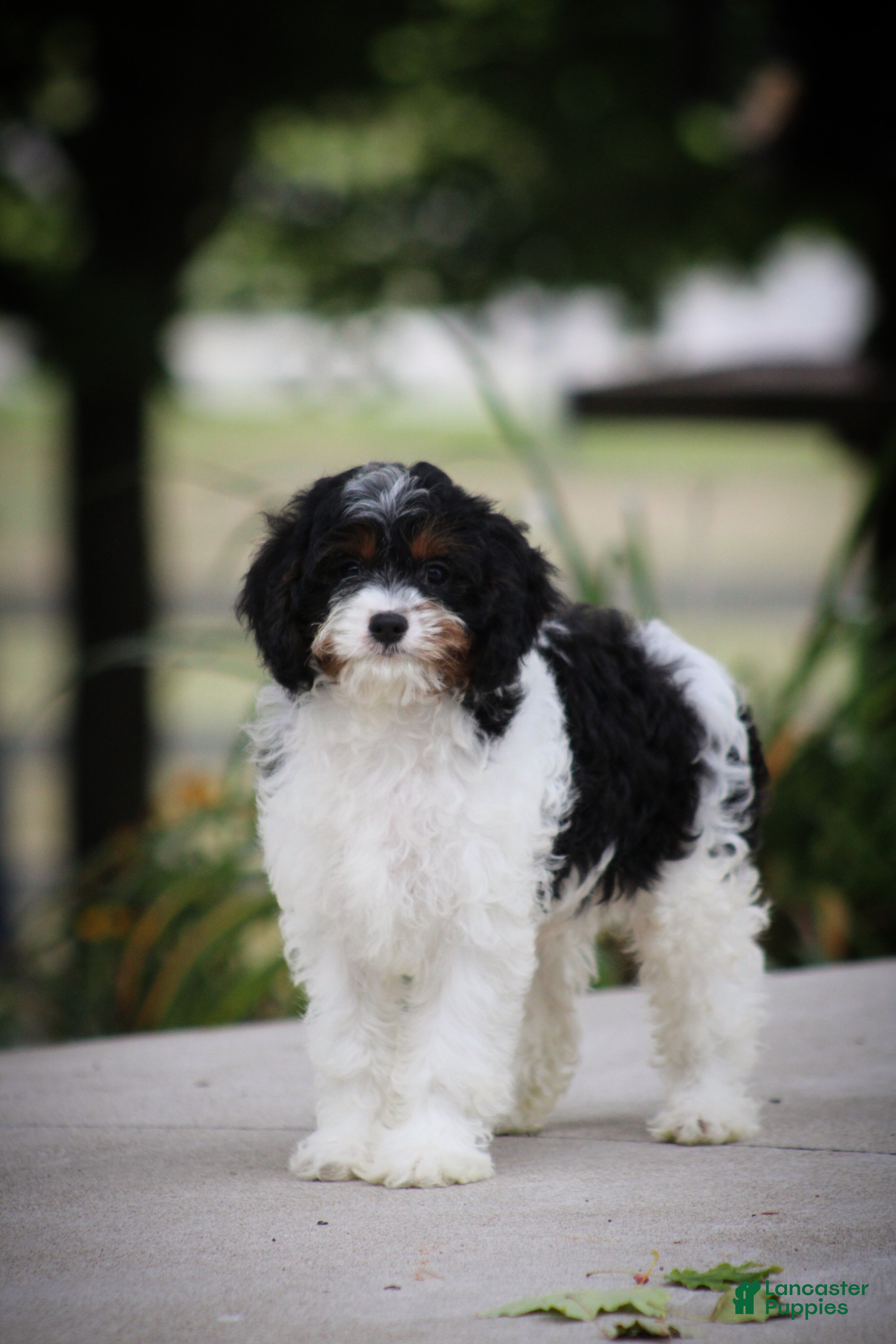 Cavapoo dogs Mickey - Ad 2