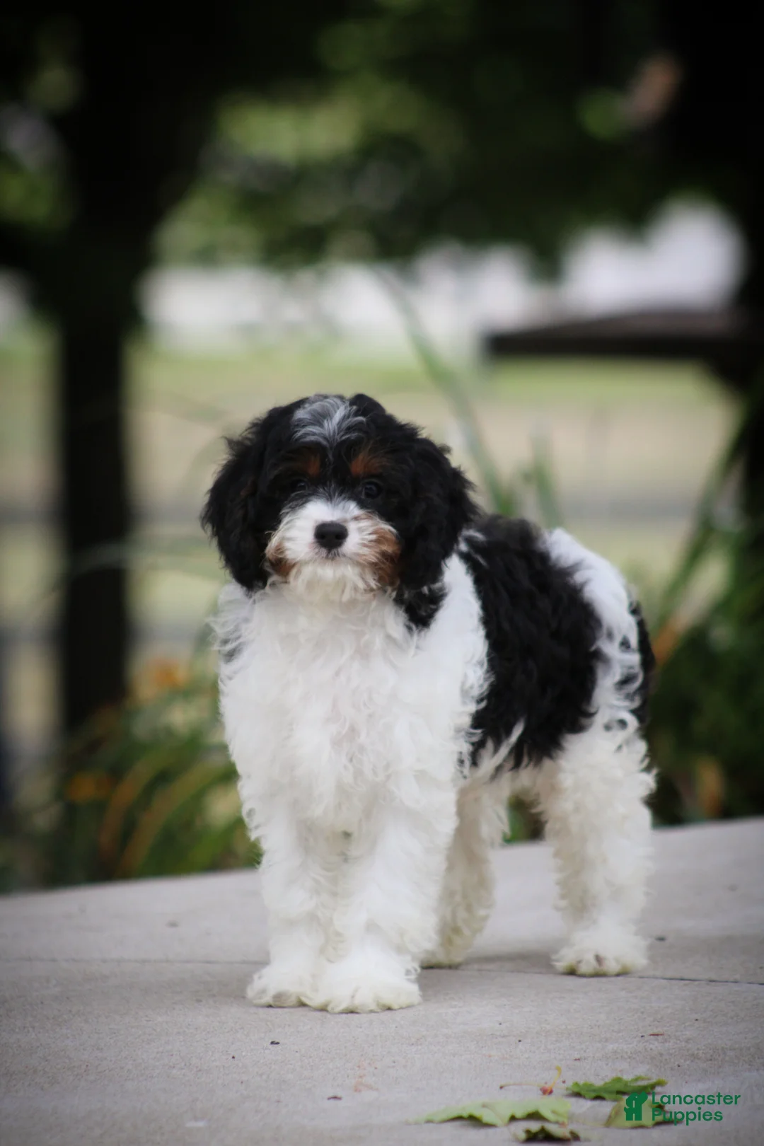 Cavapoo dogs for sale: Mickey - Ad 2