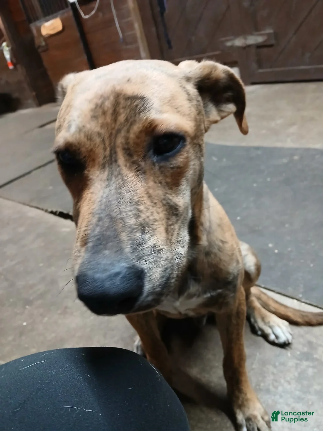 Mixed Breed dogs for sale: Mixed Breed Puppy 6 - Ad 2