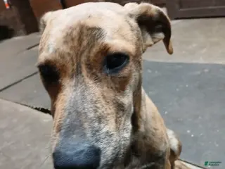 Mixed Breed dogs Mixed Breed Puppy 5 - Ad 32