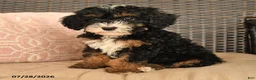 Miniature Poodle dogs for sale: Kody - Ad 4