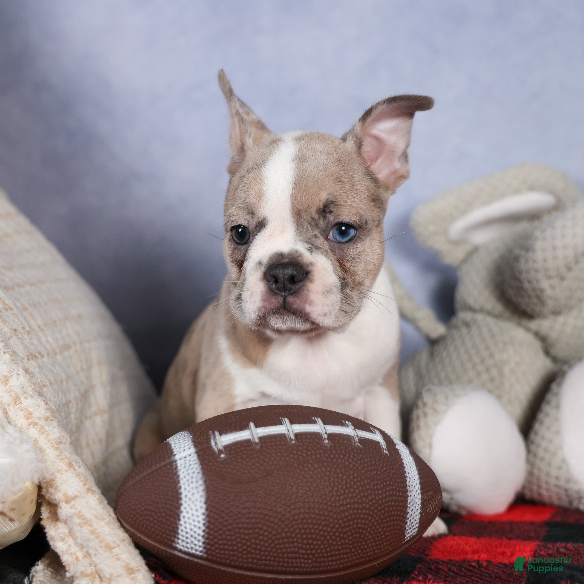 Frenchton dogs NORA - Ad 34