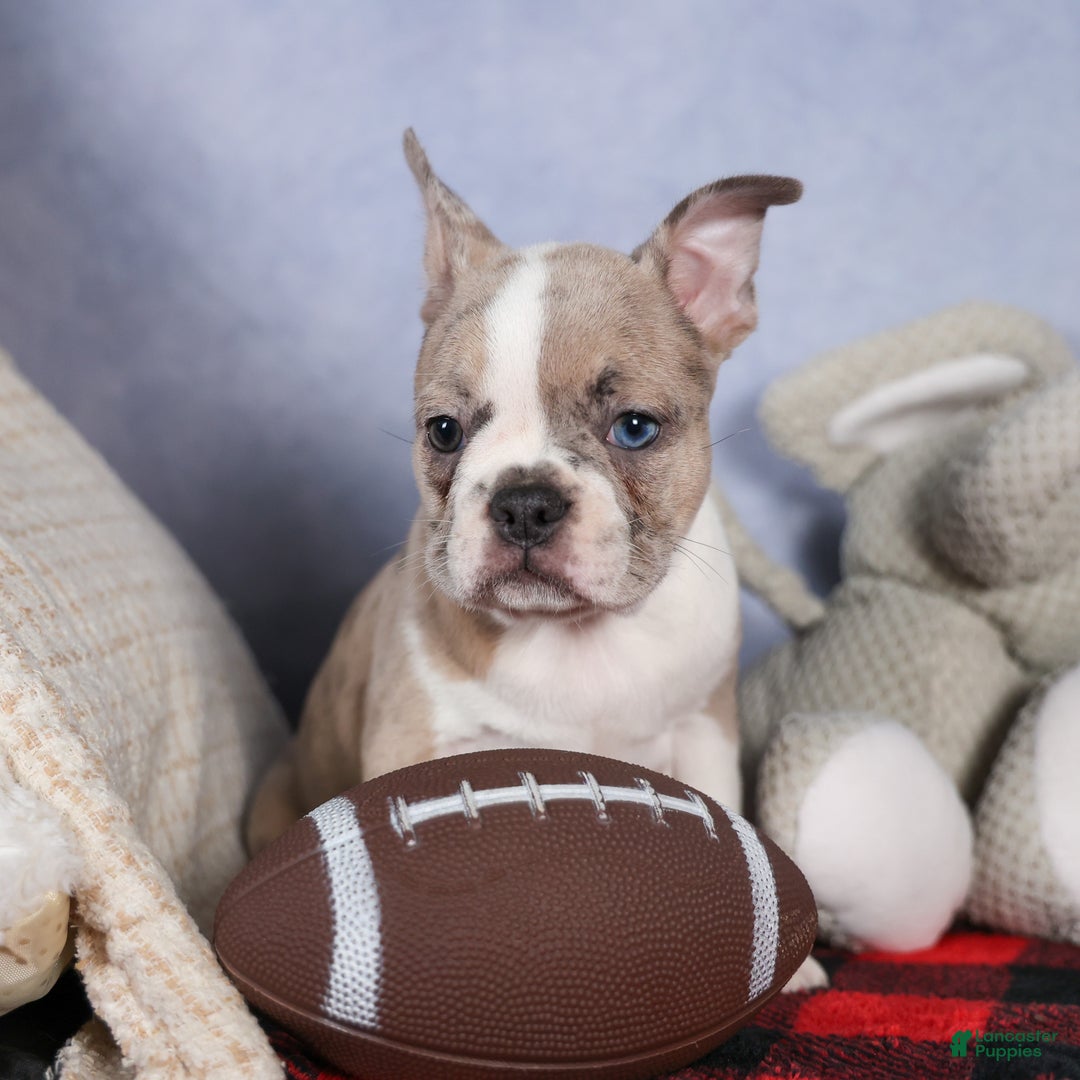 Frenchton dogs for sale: NORA - Ad 1