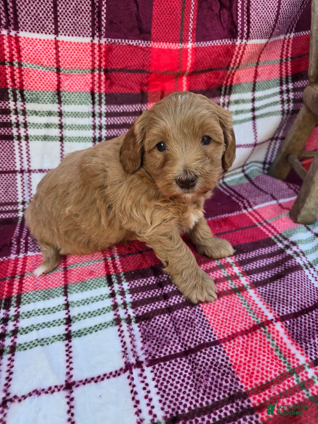 Mini Goldendoodle dogs for sale: Cider - Ad 7