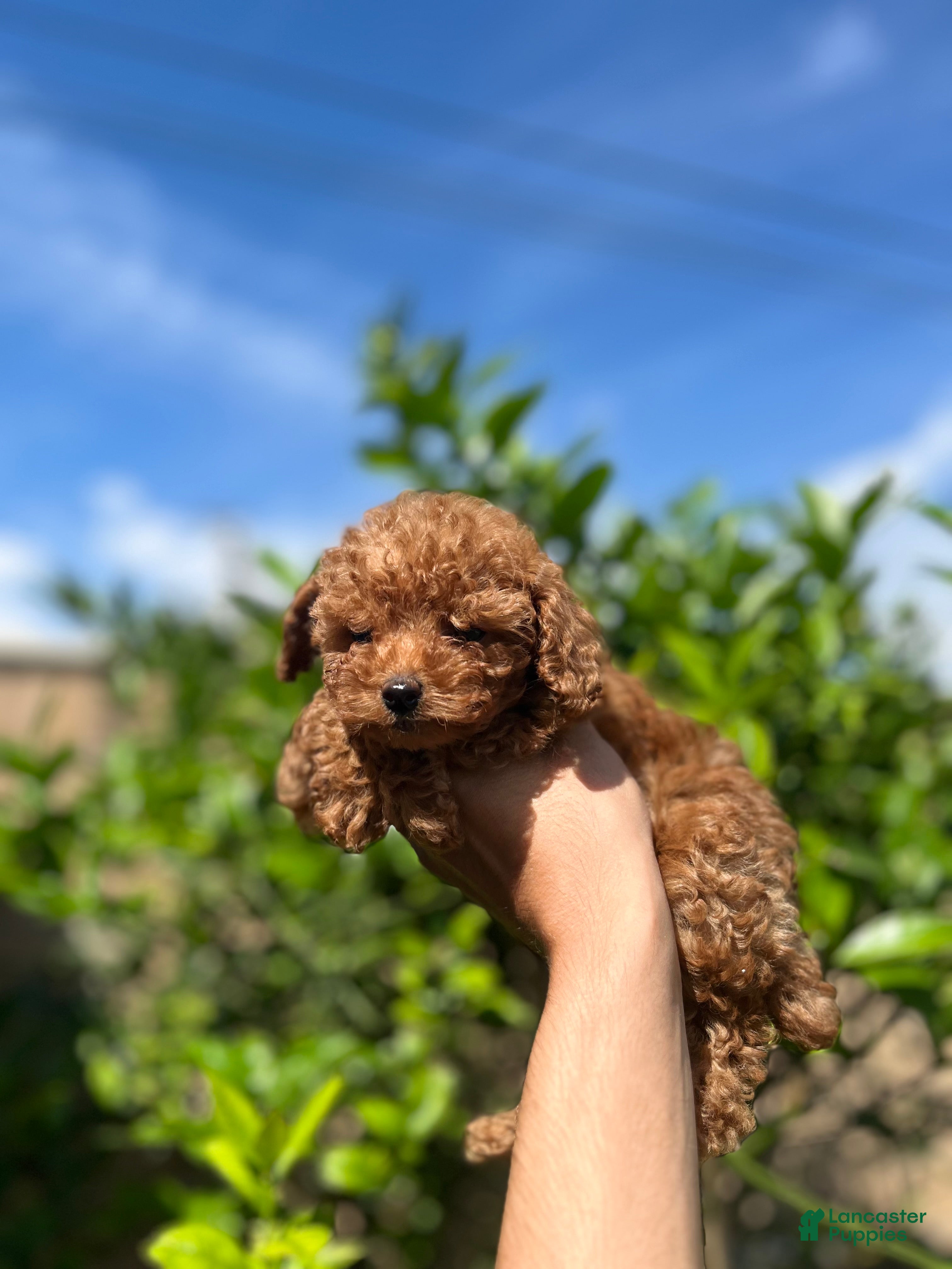 Toy Poodle dogs Toy Poodle Puppy 2 - Ad 9