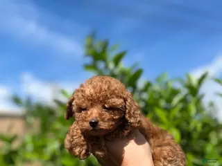 Toy Poodle dogs Toy Poodle Puppy 2 - Ad 11