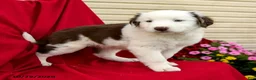 Australian Shepherd dogs for sale: Minnie - Ad 1