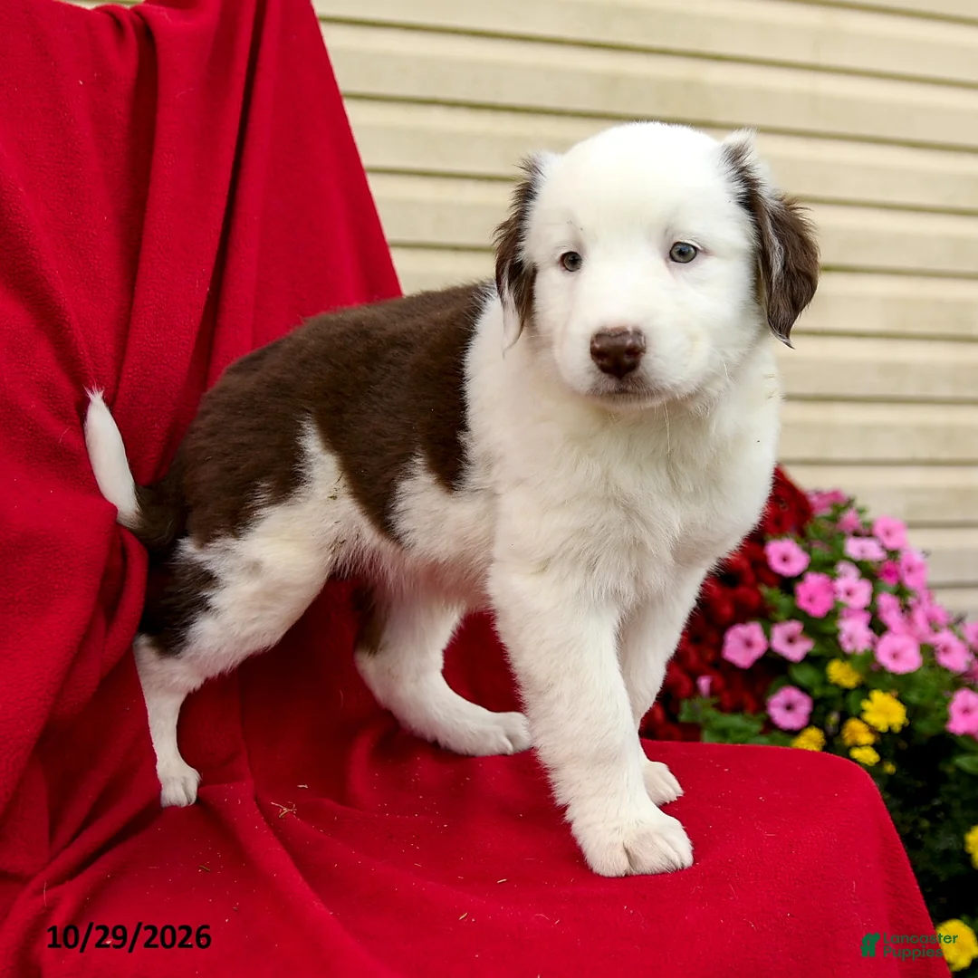 Australian Shepherd dogs for sale: Minnie - Ad 1