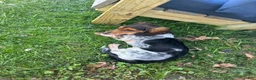 Miniature Dachshund dogs for sale: Snoopy - Ad 2