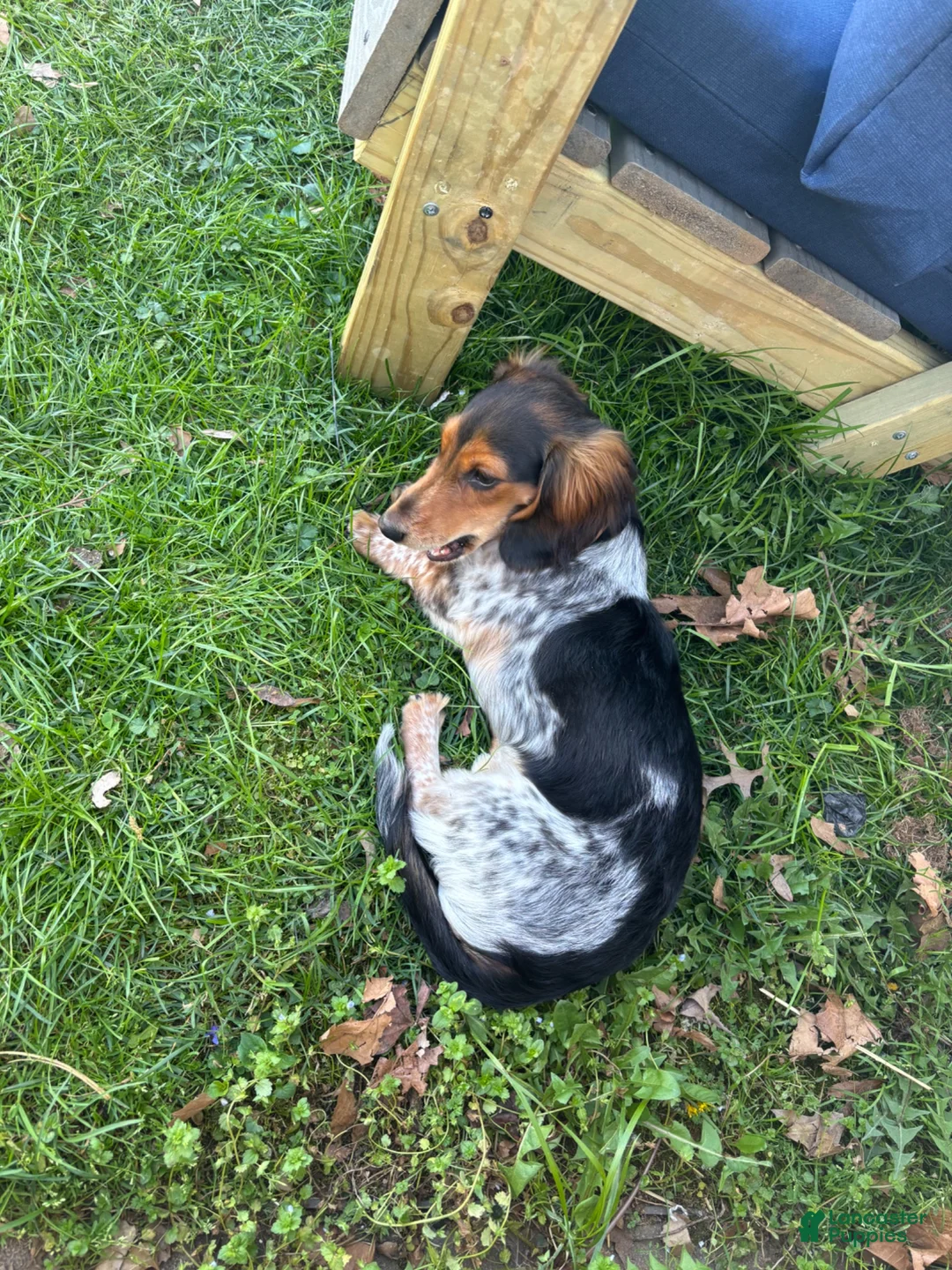 Miniature Dachshund dogs for sale: Snoopy - Ad 2