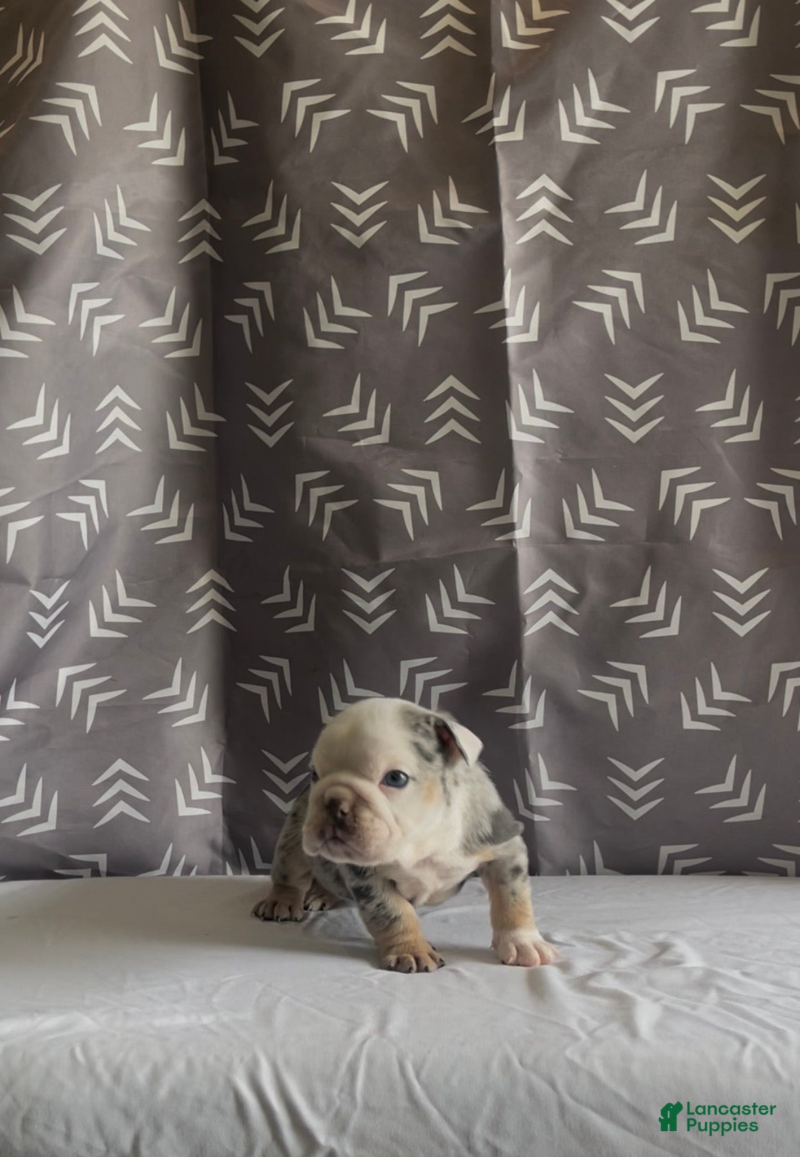 English Bulldog dogs for sale: English Bulldog Puppy - Chevy  - Ad 2
