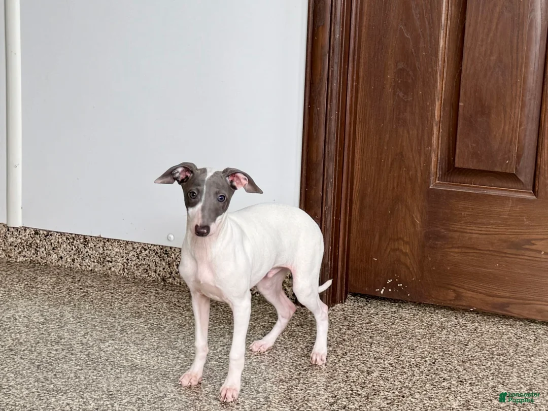 Italian Greyhound dogs for sale: Jace - Ad 5