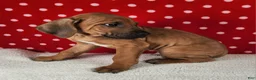 Rhodesian Ridgeback dogs for sale: Thor - Ad 4