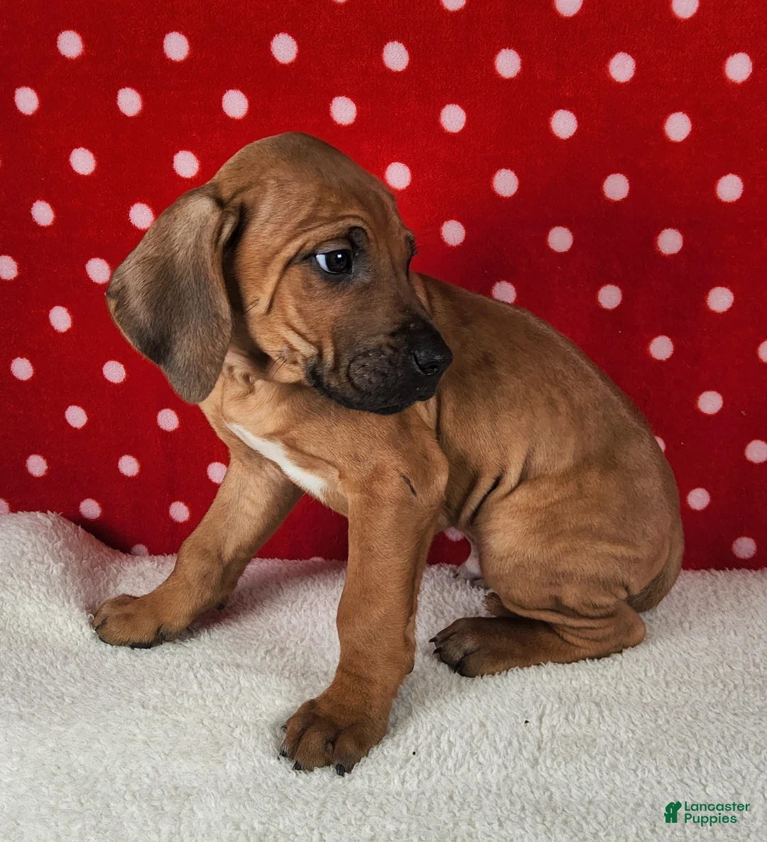 Rhodesian Ridgeback dogs for sale: Thor - Ad 4