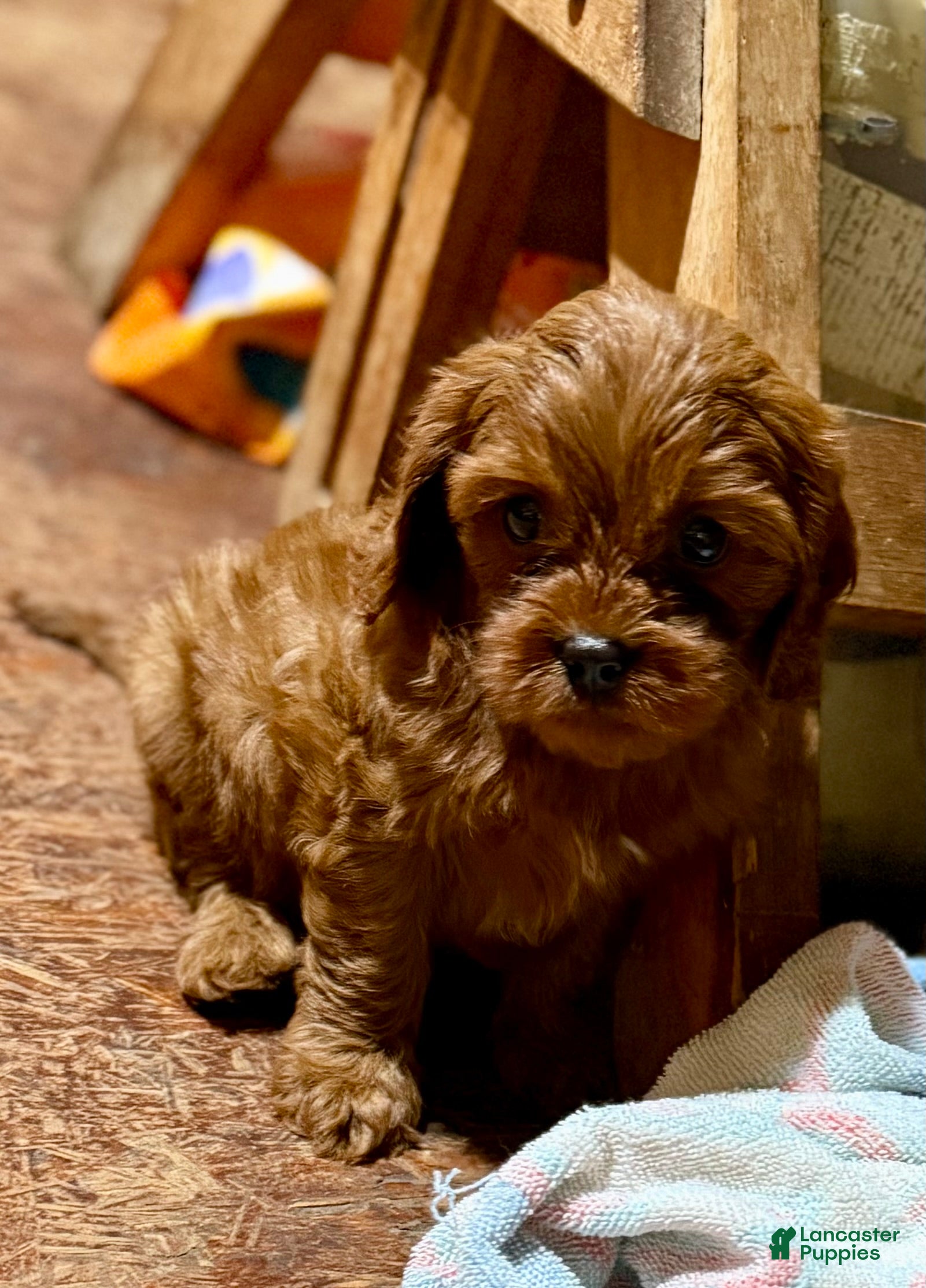 Cavapoo dogs Cavapoo Puppy 1 - Ad 37