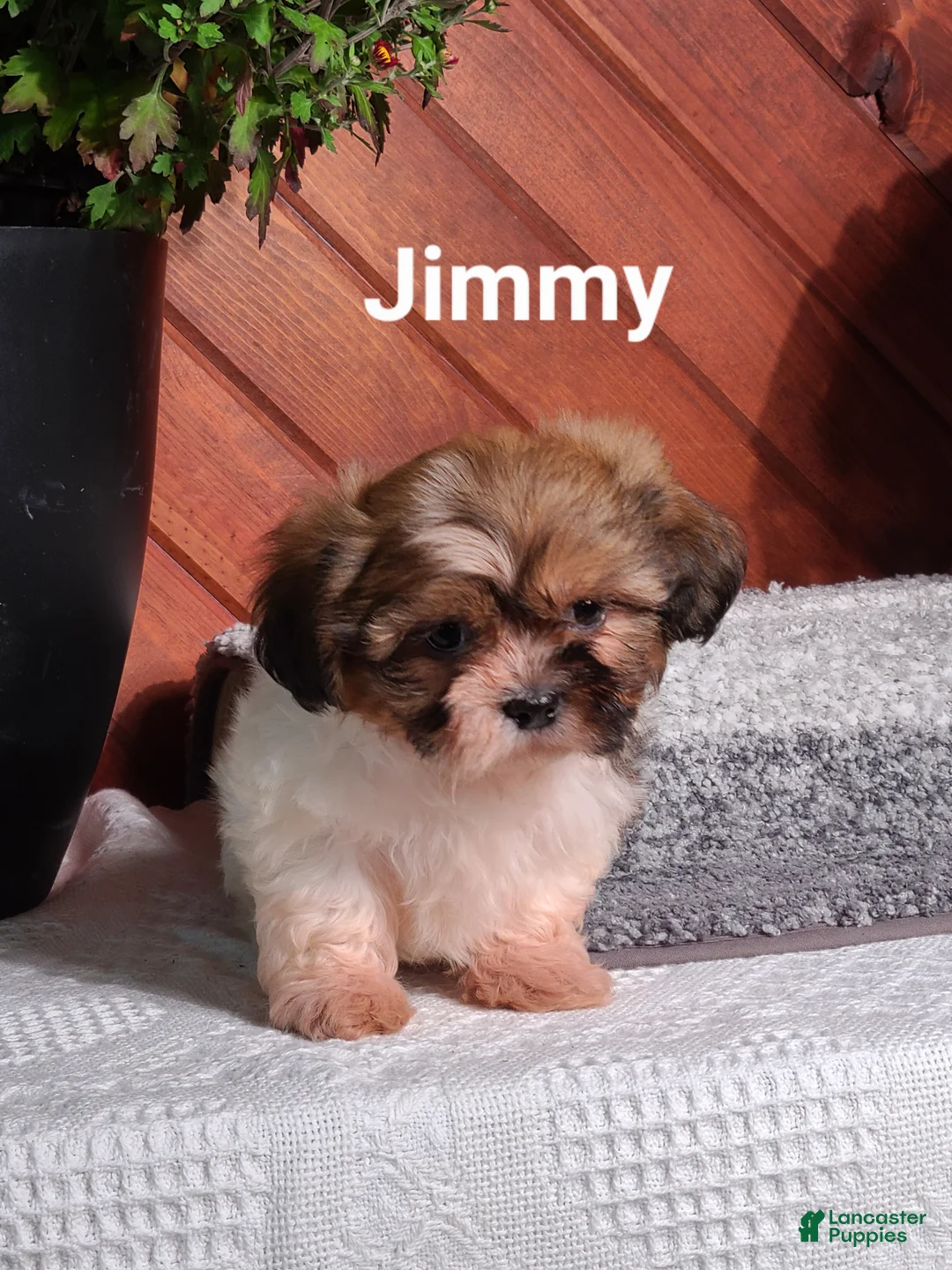 Shih Tzu dogs for sale: Jimmy  - Ad 5