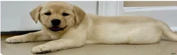 Labrador Retriever dogs for sale: Labrador Retriever 1 - Ad 2