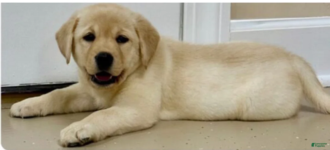Labrador Retriever dogs for sale: Labrador Retriever 1 - Ad 2
