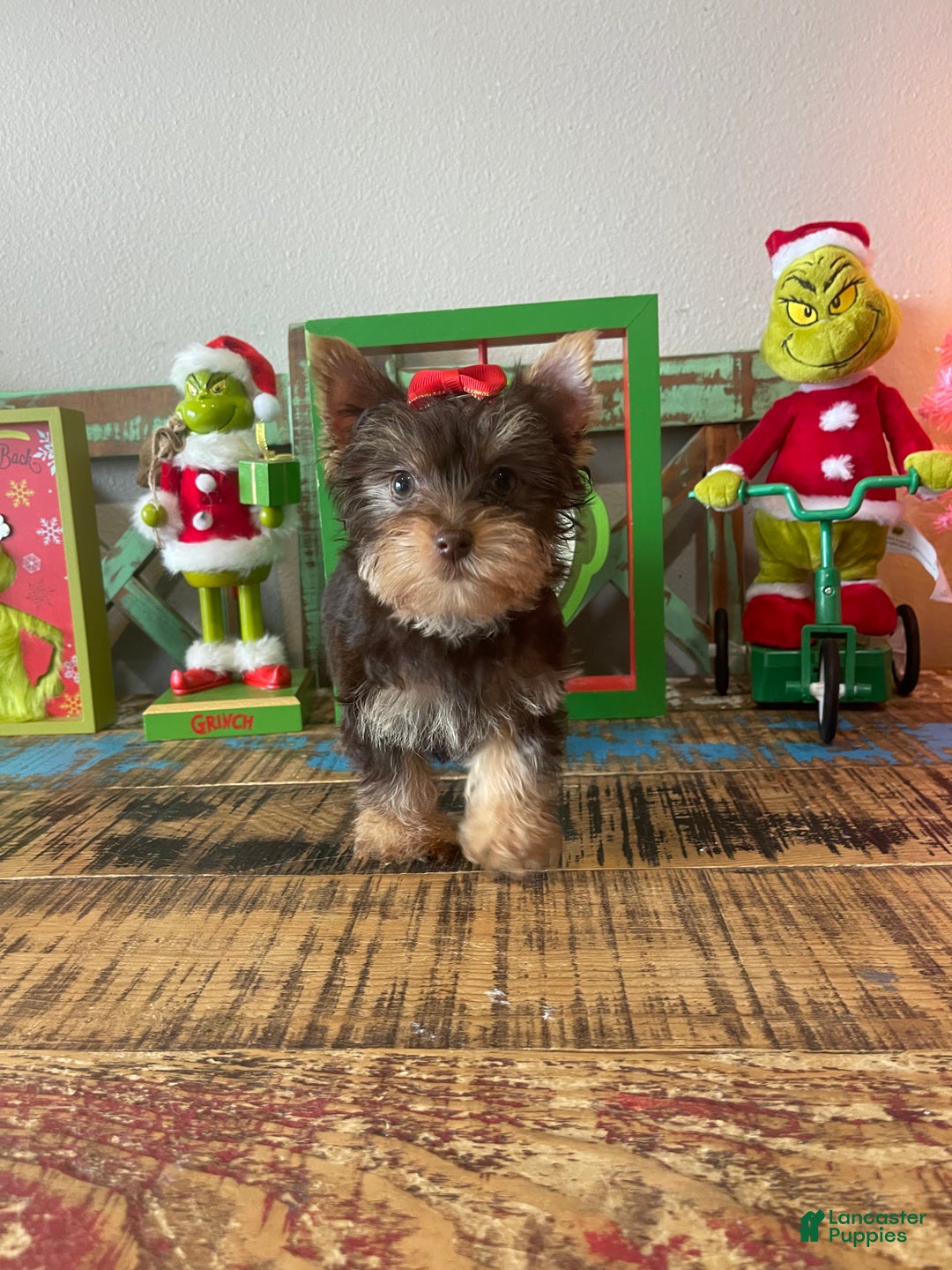 Yorkshire Terrier dogs for sale: Chocolate Yorkie Ready To Go - Ad 6