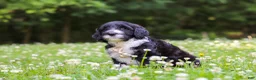 Portuguese Water Dog dogs for sale: Beau - Ad 5