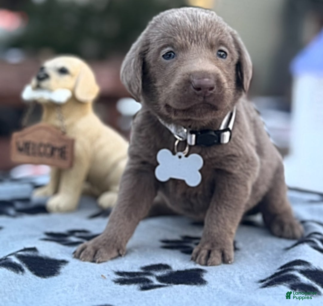 Labrador Retriever dogs for sale: Labrador Retriever Puppy 1 - Ad 13