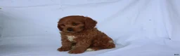Cavapoo dogs for sale: Sugar - Ad 6