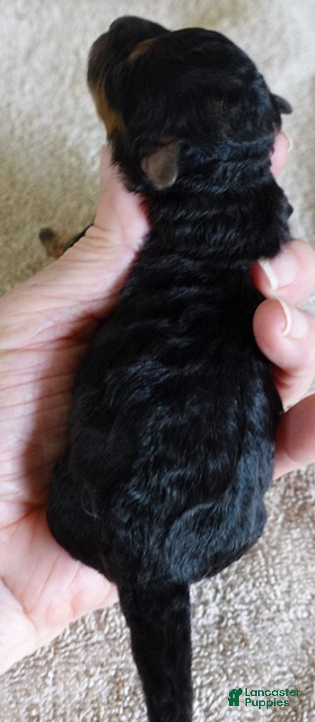 Maltipoo dogs for sale: Aurora - Ad 9