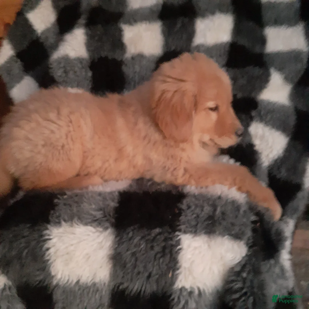 Golden Retriever dogs for sale: Holly - Ad 2