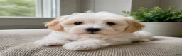 Maltipoo dogs for sale: Ben - Ad 5