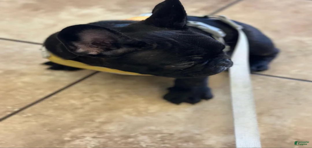 Gallery Image {{count}}