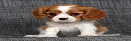 Cavalier King Charles Spaniel dogs for sale: Malachi - Ad 4
