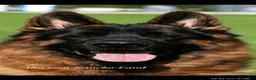 German Shepherd dogs for sale: pink - Ad 8
