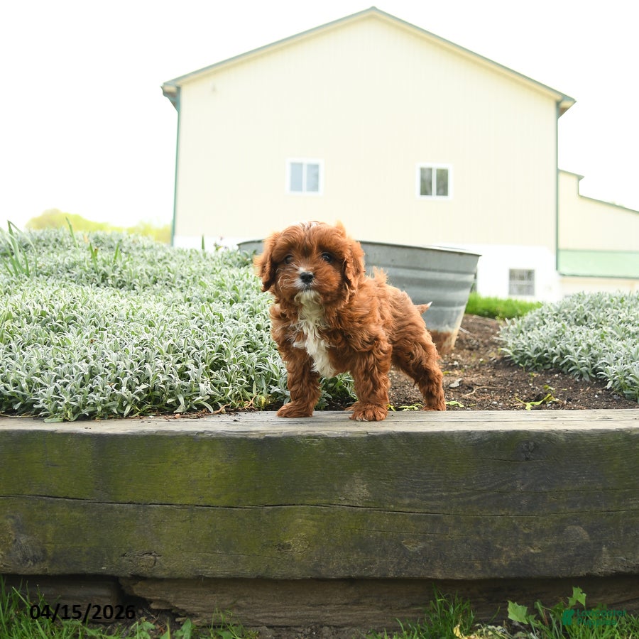 Cavapoo dogs Zeus - Ad 1