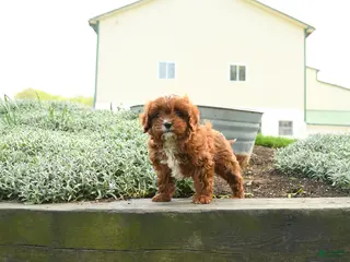 Cavapoo dogs for sale: Zeus - Ad 3