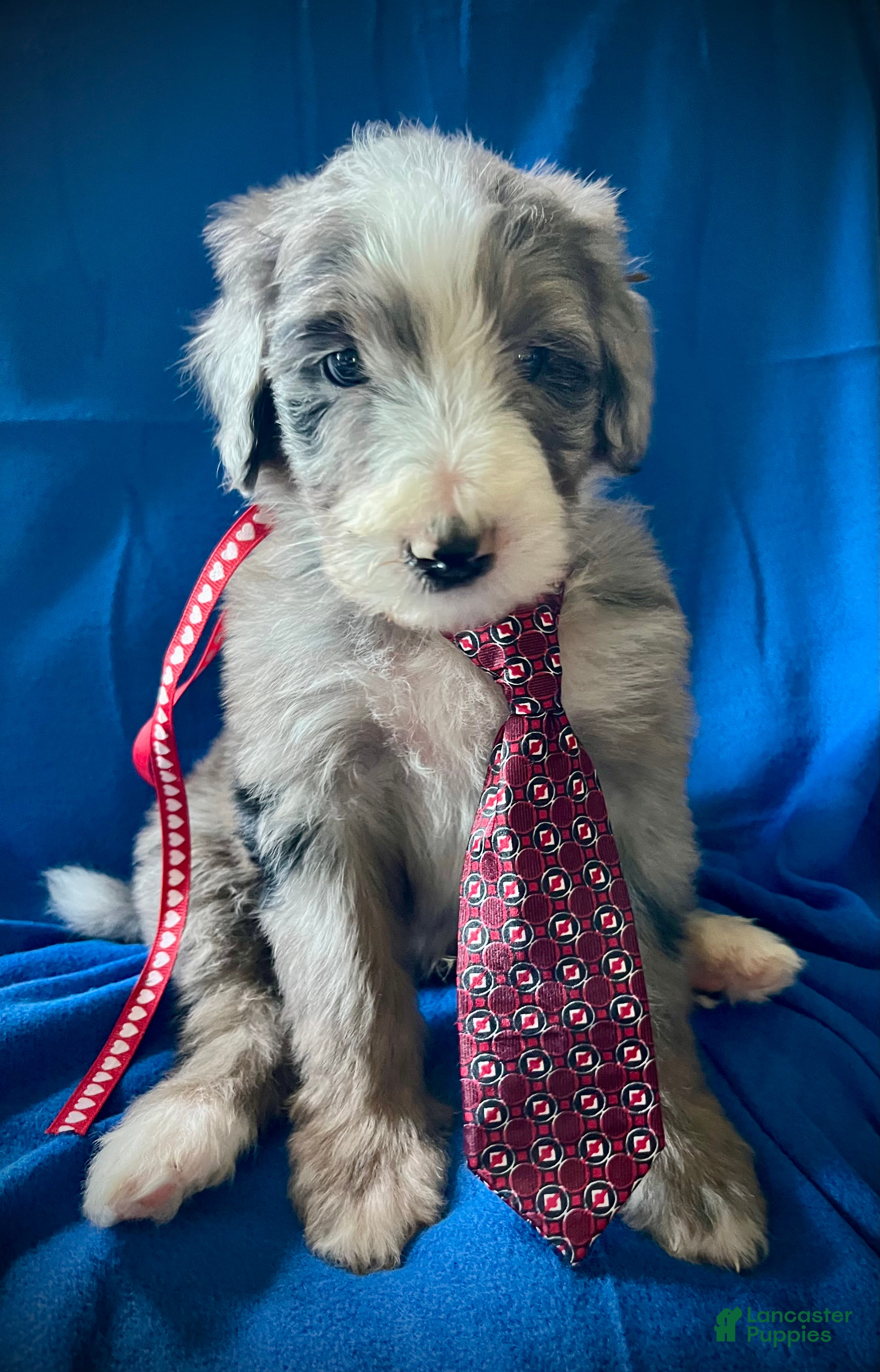 Sheepadoodle dogs Sheepadoodle Puppy 2 - Ad 13