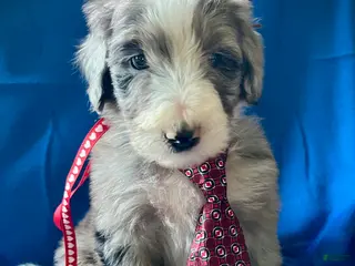 Sheepadoodle dogs Sheepadoodle Puppy 2 - Ad 29