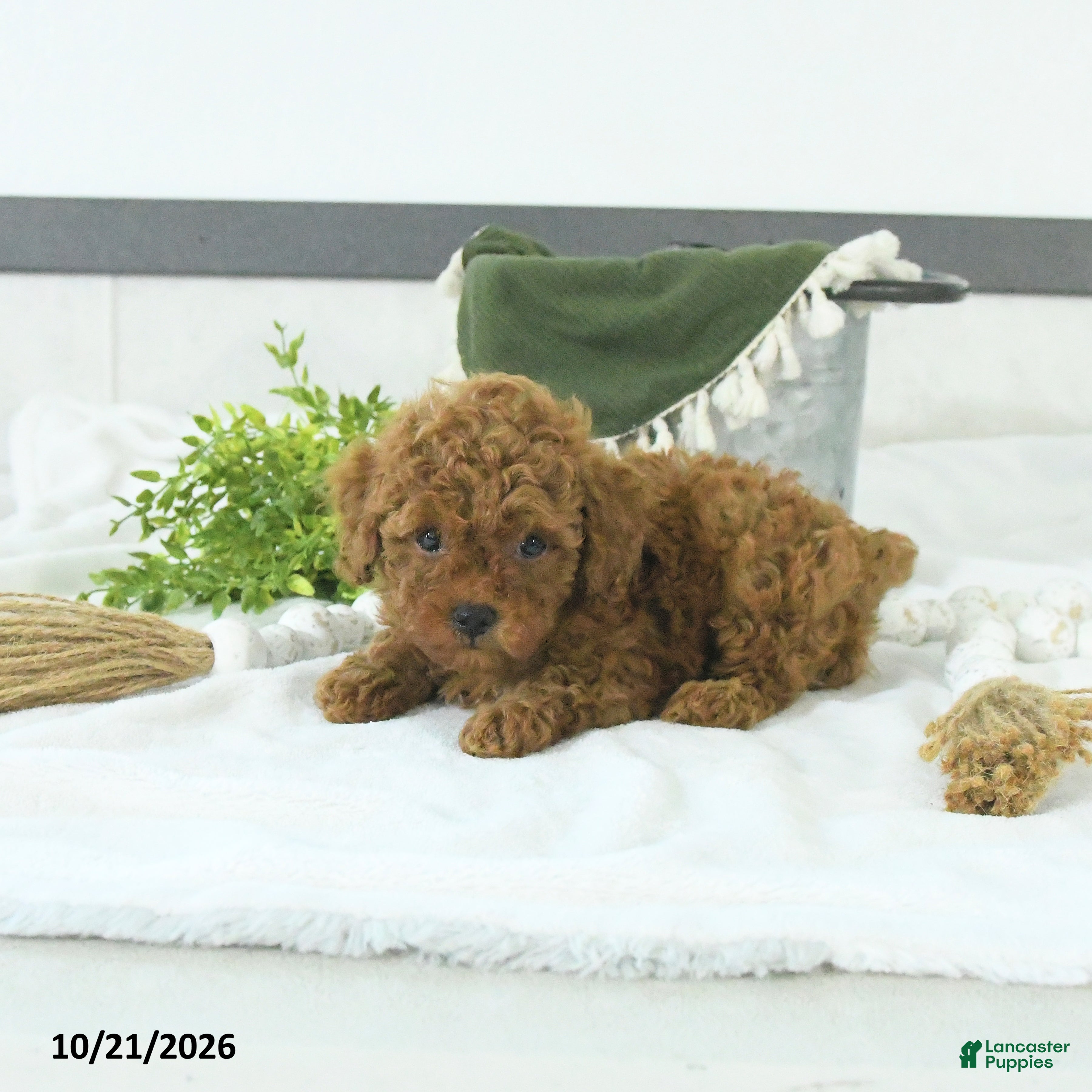 Toy Poodle dogs Cody - Ad 2