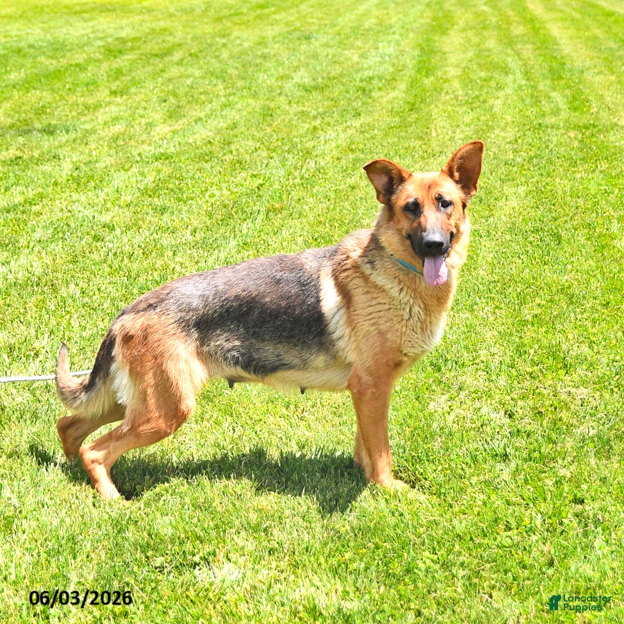 German Shepherd dogs for sale: Buddy - Ad 6