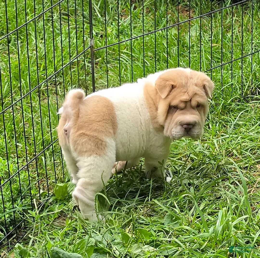 Shar Pei dogs for sale: Leo lilac flower brush mini - Ad 1