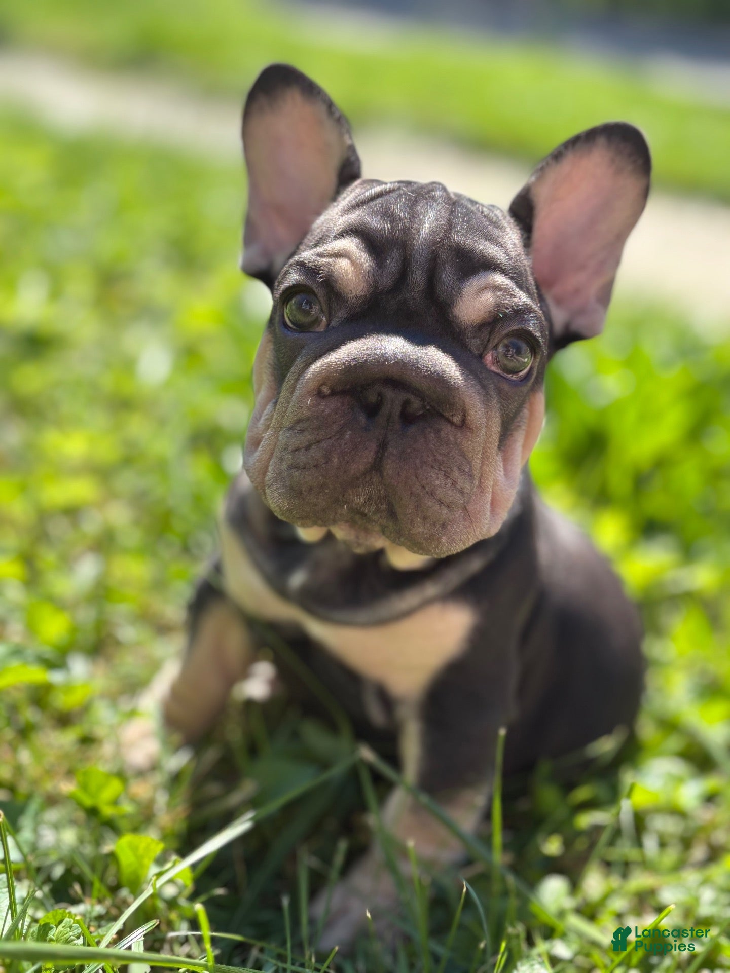French Bulldog dogs for sale: King - Ad 3
