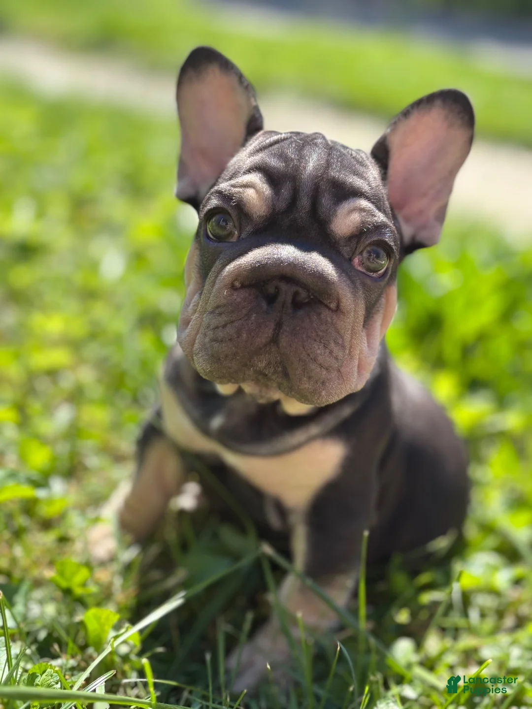 French Bulldog dogs for sale: King - Ad 1