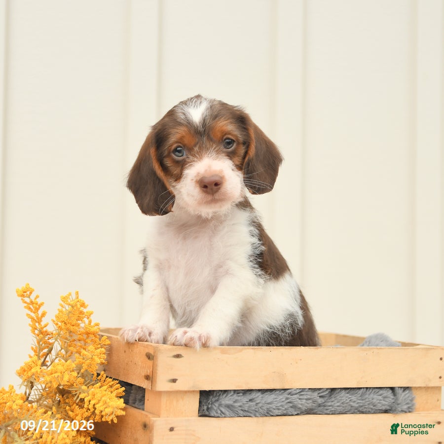 Mixed Breed dogs Finley - Ad 1