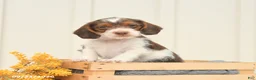 Mixed Breed dogs for sale: Finley - Ad 1