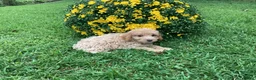 Mini Goldendoodle dogs for sale: River - Ad 9