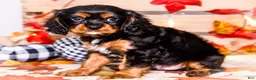 Cavalier King Charles Spaniel dogs for sale: Jojo - Ad 16